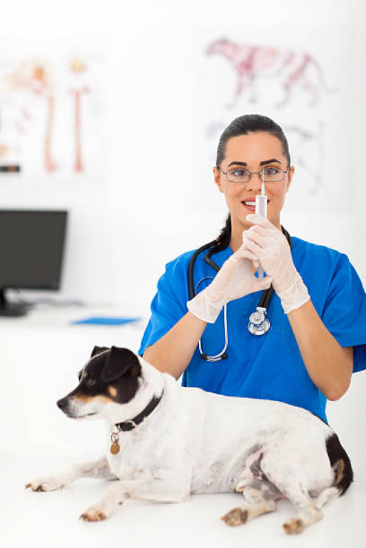 Aplicação de Vacina Antirrábica Animal Prolongamento Vilaa Duque D Caxias - Vacina Antirrábica para Cães