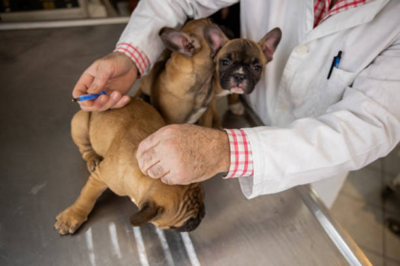 Aplicação de Vacina Antirrábica para Cães Jardim Pinheiros I - Vacina de Raiva Gato