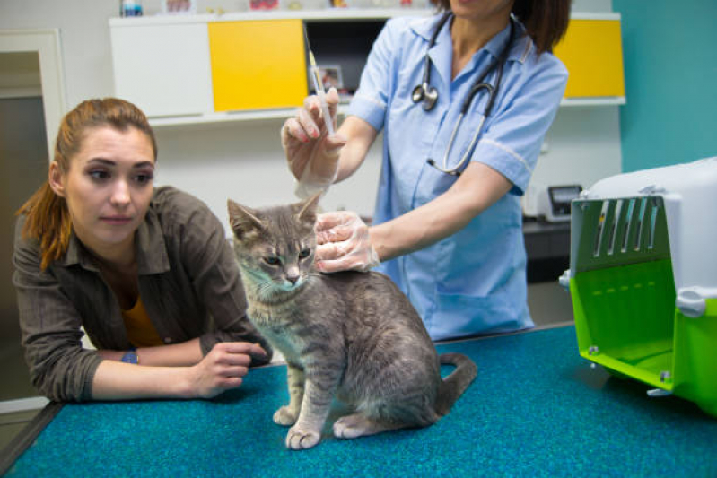 Aplicação de Vacina Antirrábica para Gato Jd Betania - Vacina contra Raiva para Cachorro Corrente