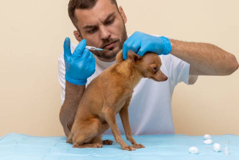 Aplicação de Vacina contra Raiva em Cachorro Parque dos Pinhais - Vacina Fiv Felv