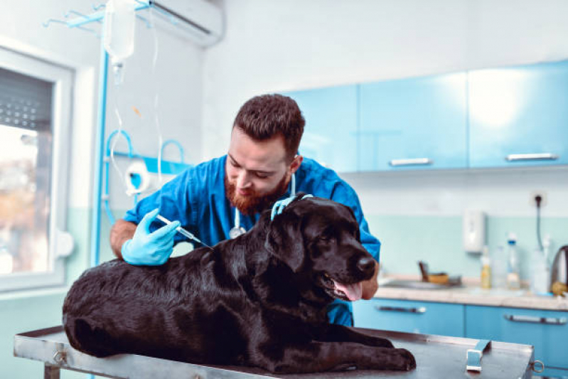 Aplicação de Vacina contra Raiva para Cachorro Jardim Aeroporto III - Vacina Antirrábica para Cães