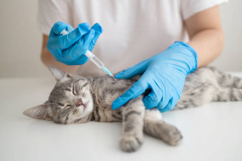 Aplicação de Vacina de Raiva Gato Parque Universitário - Vacina Fiv Felv