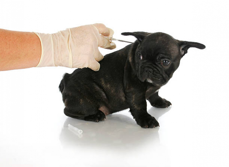 Aplicação de Vacina de Raiva para Cachorro Parque São Jorge - Vacina Antirrábica para Cães