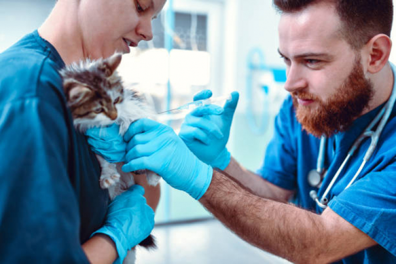 Aplicação de Vacina de Raiva para Gatos Vilaa Santa Terezinha - Vacina de Raiva Gato