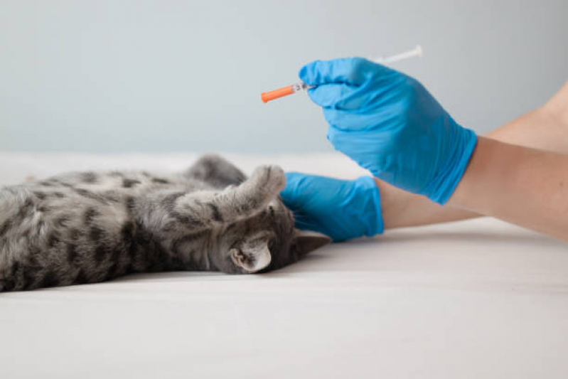 Aplicação de Vacina para Filhote de Gato Residencial Nosso Lar - Vacina Antirrábica para Gato
