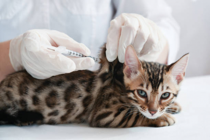 Aplicação de Vacina para Gato V4 Jardim Seminario - Vacina contra Raiva para Cachorro Corrente