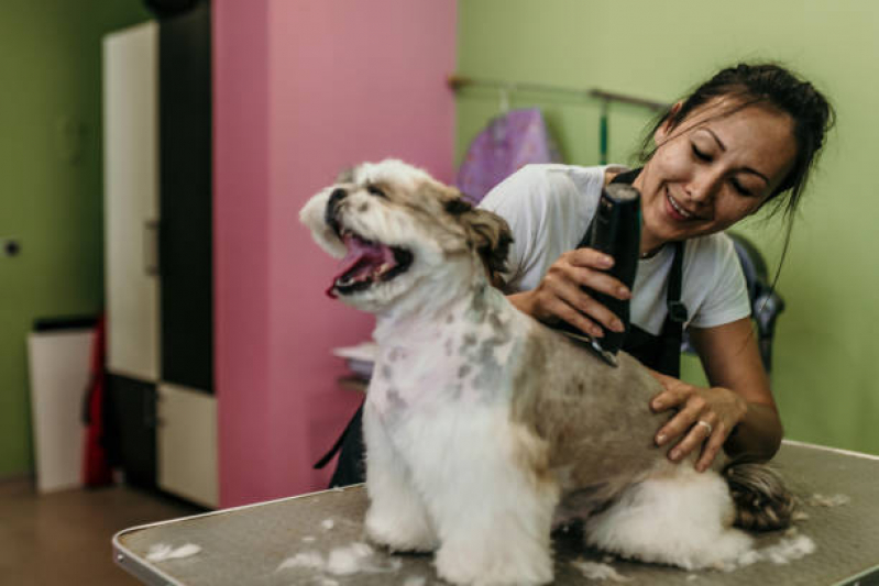 Banho e Tosa Agendar Jd Redentor - Banho em Gato Pet Shop