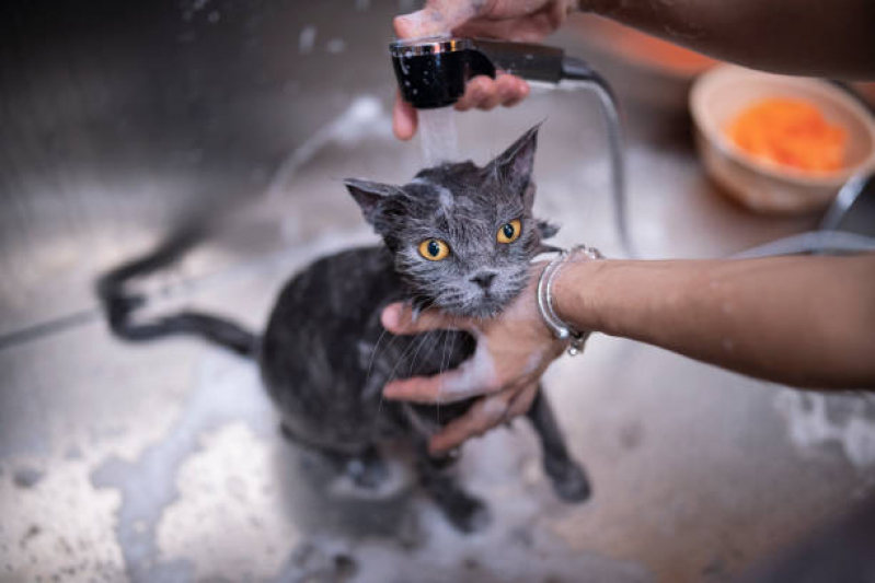 Banho e Tosa para Gato Agendar Recanto Elimar - Banho e Tosa