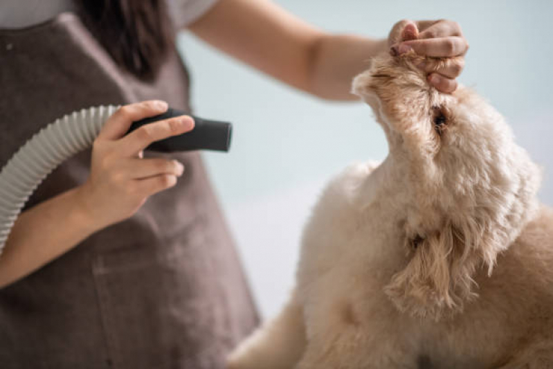 Pet Shop Perto de Mim Banho e Tosa Agendar Vila Brasil - Banho e