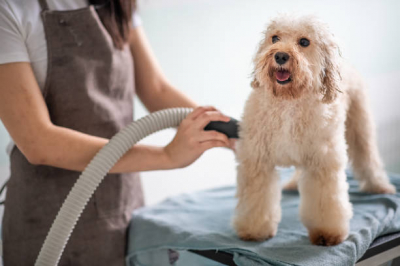 Banho e Tosa Perto de Mim Jardim Portinari - Banho e Tosa para Cachorro