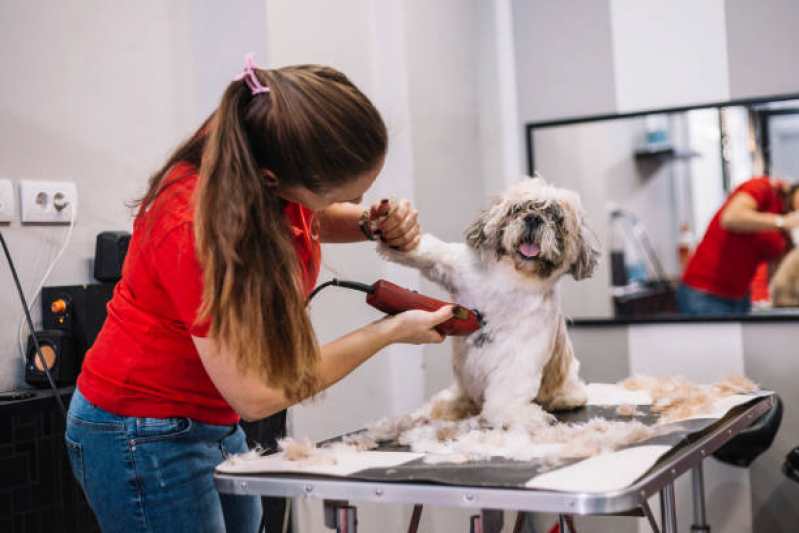 Banho e Tosa Perto de Mim - Animed Clínica Veterinária Clínica Veterinária  em Franca