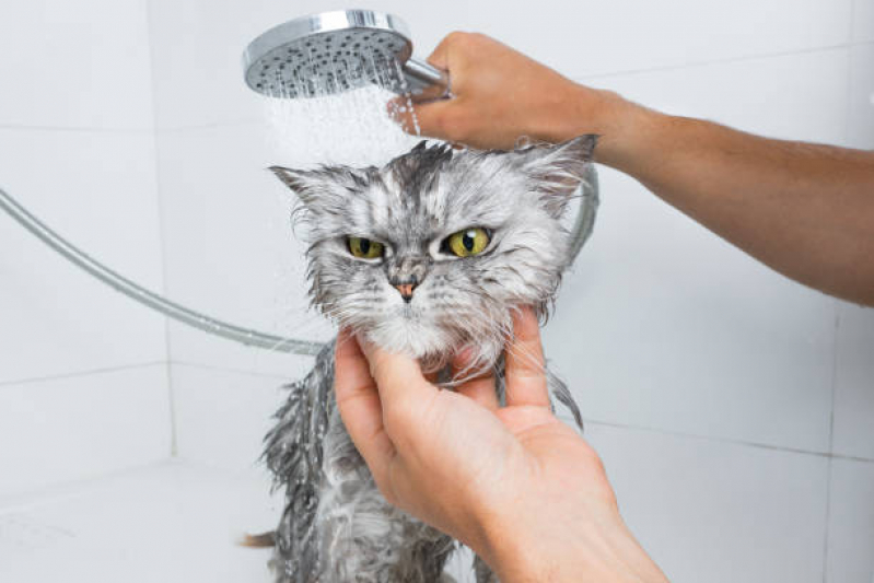 Banho em Gato Pet Shop Agendar Parque Progresso - Banho e Tosa Próximo a Mim