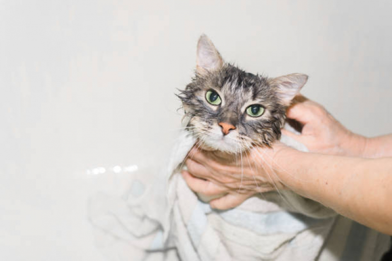 Banho em Gato Pet Shop Marcar Capetinga - Banho e Tosa para Gato