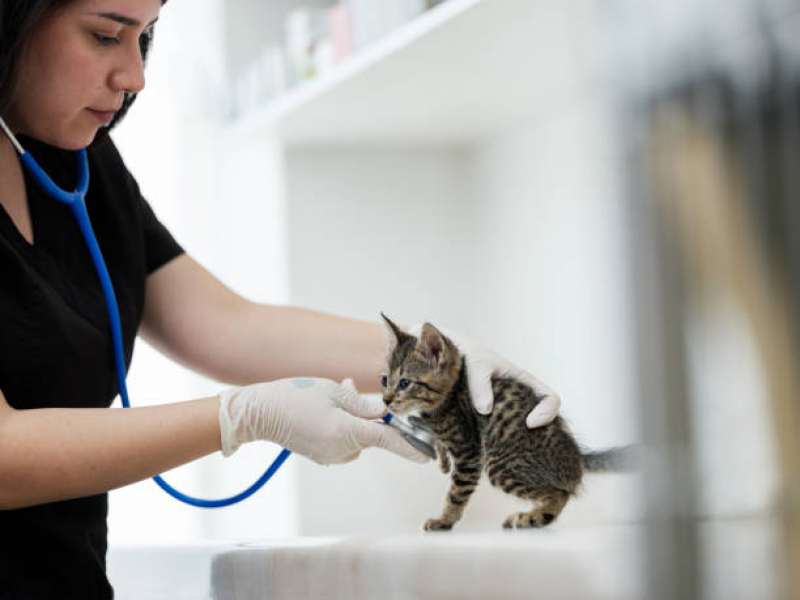 Clínica Que Tem Emergência para Gatos Jardim Integracao - Emergência para Animais Domésticos
