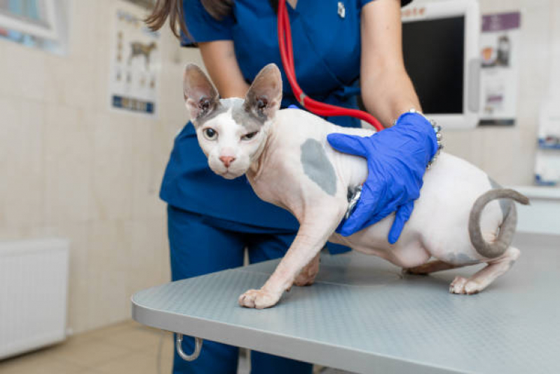 Clínica Que Tem Emergência Veterinária Cachorros Jardim Integracao - Emergência para Cães