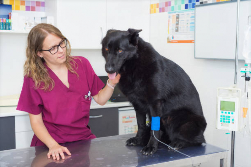 Clínica Que Tem Emergência Veterinária para Animais Vilaa Santa Helena - Emergência para Animais Domésticos
