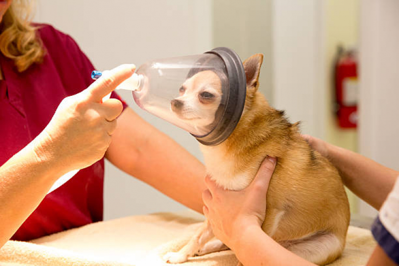 Clínica Que Tem Emergência Veterinária Peixoto - Emergência para Cães