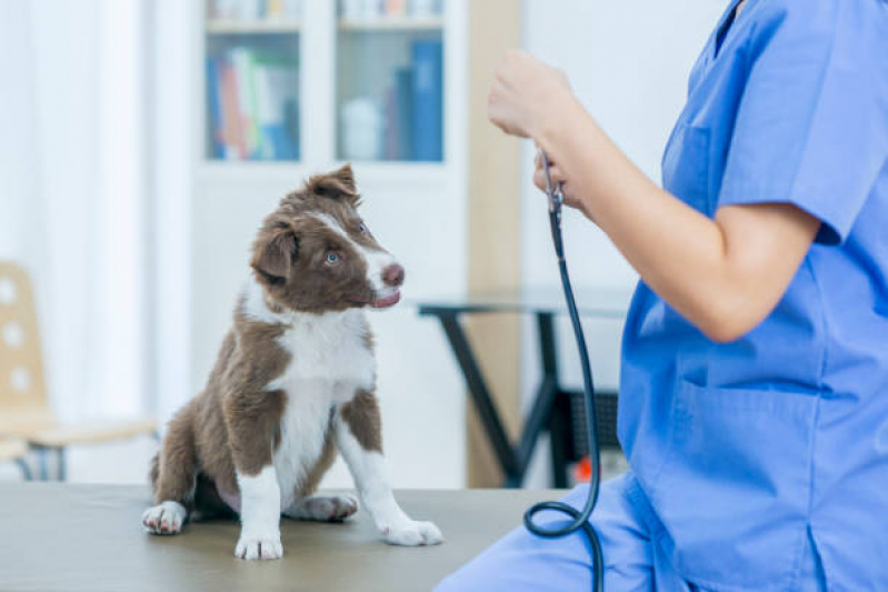 Clínica Veterinária Mais Próxima de Mim Contato Prq Progresso - Clínica Veterinária para Animais Domésticos