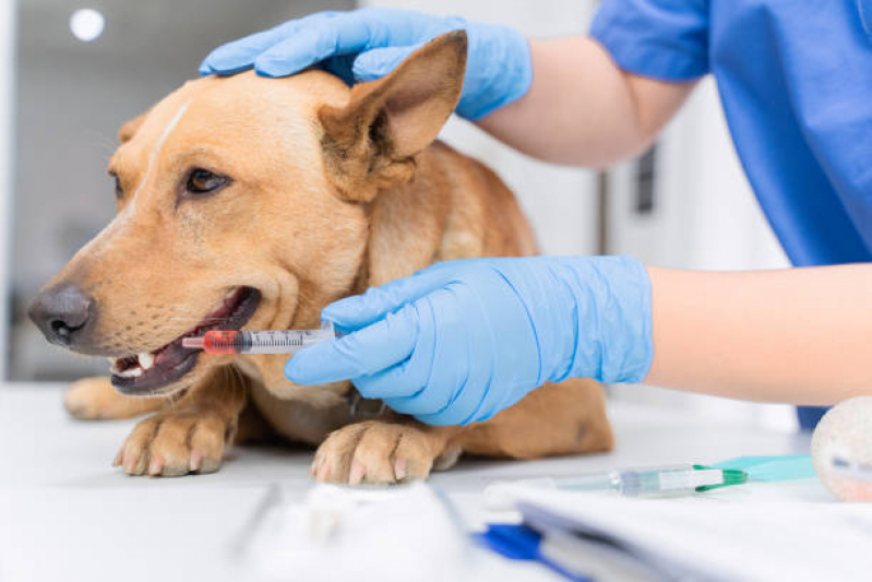 Clínica Veterinária para Animais Domésticos Jardim Vera Cruz II - Clínica Veterinária para Cachorros