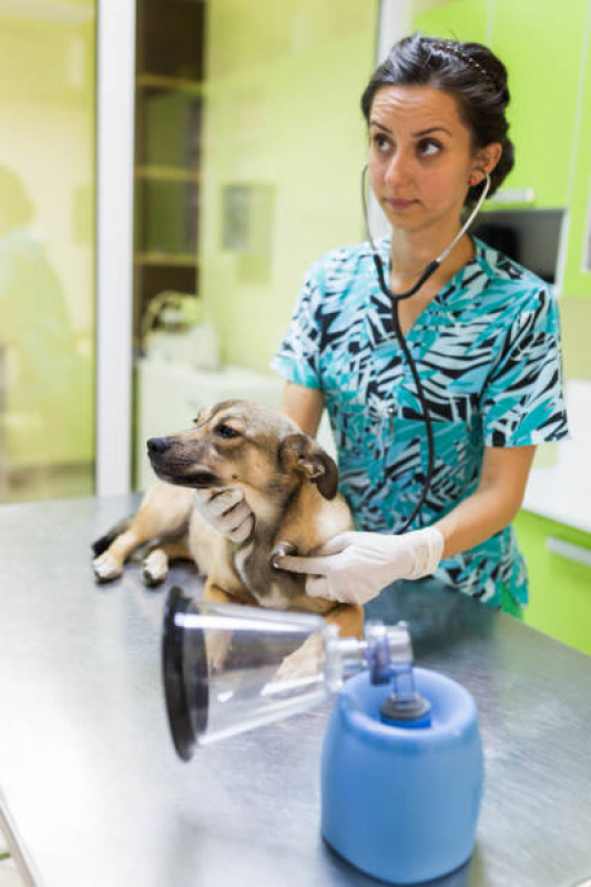 Clínica Veterinária para Cachorros Ituverava - Clínica Veterinária