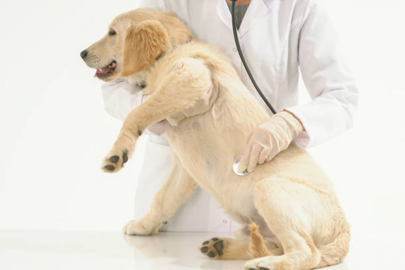 Clínica Veterinária para Cães Contato Vilaa Santa Cruz - Clínica Veterinária