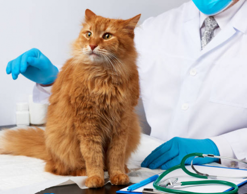 Clínica Veterinária para Gatos Contato Parque Progresso - Clínica Veterinária