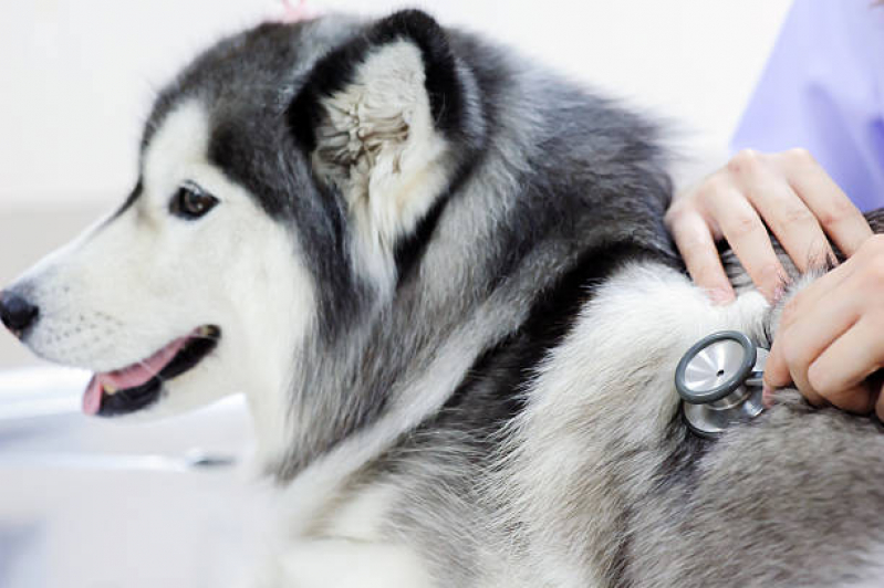 Consulta Dermatológica para Cachorro Jardim Palestina - Consulta Veterinária para Cachorro