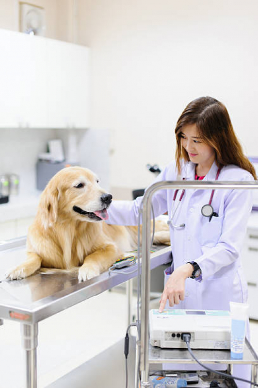 Consulta para Cachorro Preço Residencial Ana Dorothea - Consulta Veterinária