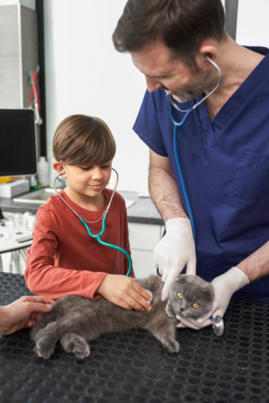 Consulta Veterinária para Gatos Preço Vicente Leporace - Consulta para Gatos