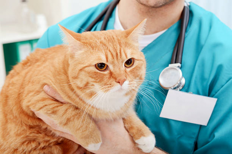 Contato de Veterinário Especialista em Gatos Residencial Baldassari - Veterinário Perto de Mim