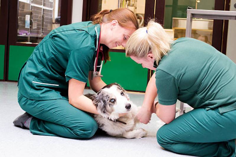 Emergência para Animais Domésticos Clínica Parque dos Pinhais - Emergência para Pet
