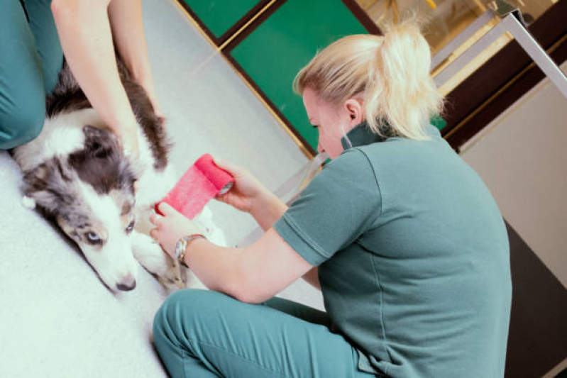 Emergência para Animais Domésticos Sta Teresinha - Emergência Veterinária Corrente