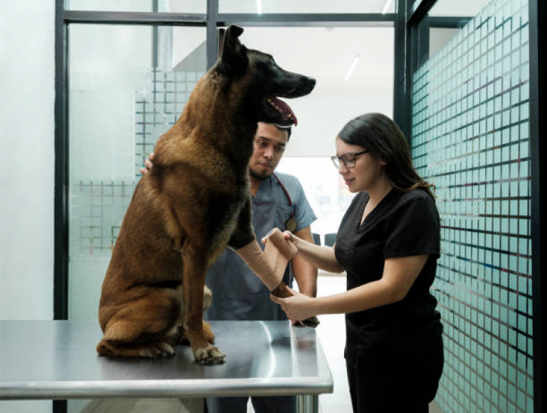 Emergência para Cachorros Parque dos Pinhais - Emergência Veterinária