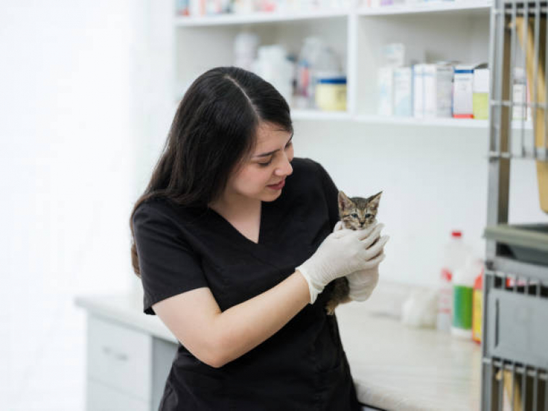 Emergência para Gatos Clínica Horto - Emergência para Pet