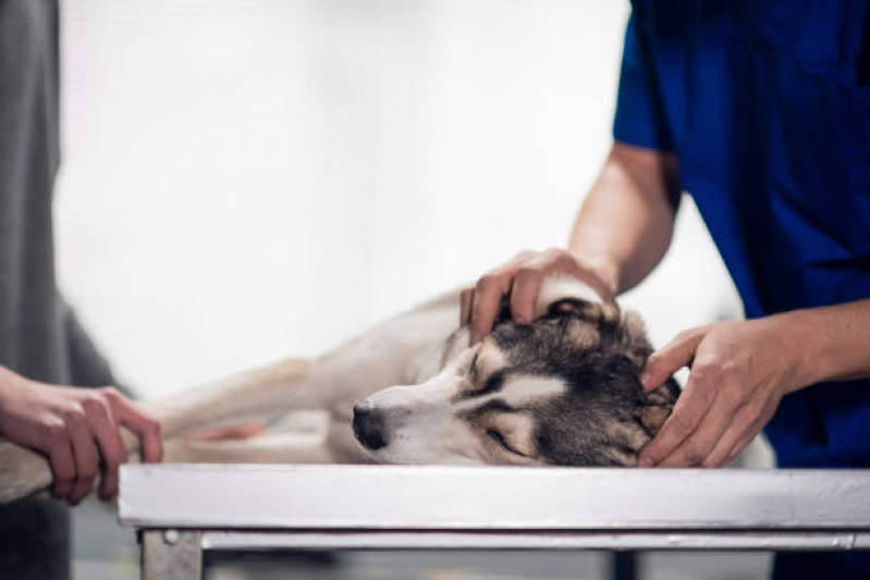Emergência para Pet Clínica Jardim Redentor - Emergência para Animais Domésticos