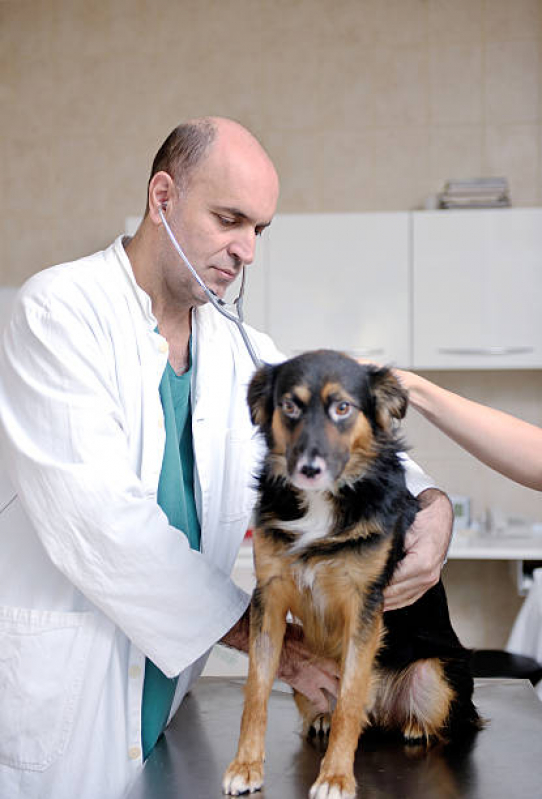 Emergência Veterinária Clínica Jardim California - Emergência para Animais de Estimação