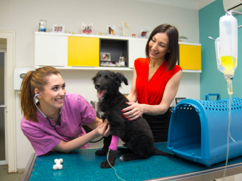 Emergência Veterinária para Animais Jardim Marambaia - Emergência para Cães