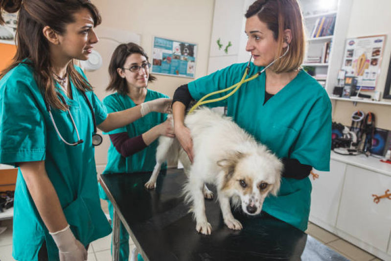 Emergência Veterinária Vilaa Nova - Emergência para Pet
