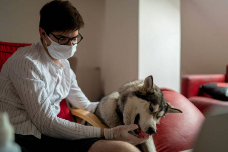 Medicamento Veterinário Jardim Integracao - Medicamento para Gatos