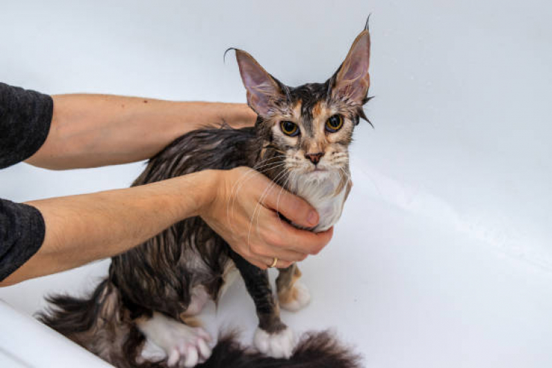 Onde Faz Banho em Gato Pet Shop São José - Banho e Tosa Corrente