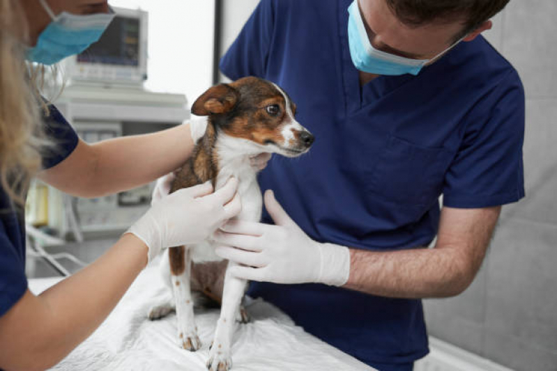 Onde Faz Consulta Cachorro Residencial Moreira Junior - Consulta Dermatológica para Cachorro