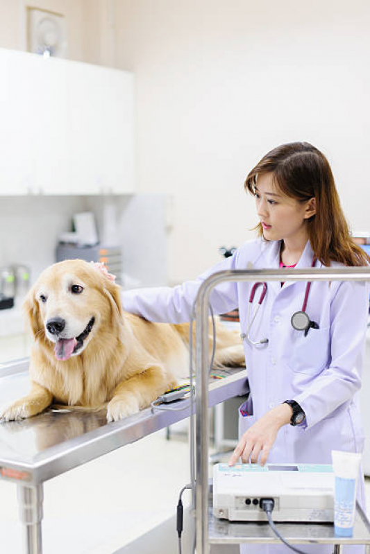 Onde Faz Consulta para Cachorro Prolongamento Vilaa Industrial - Consulta Dermatológica para Cachorro