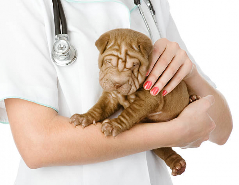 Onde Faz Consulta Veterinária Gato Jd. Dr. Antônio Petraglia - Consulta Veterinária para Cachorro
