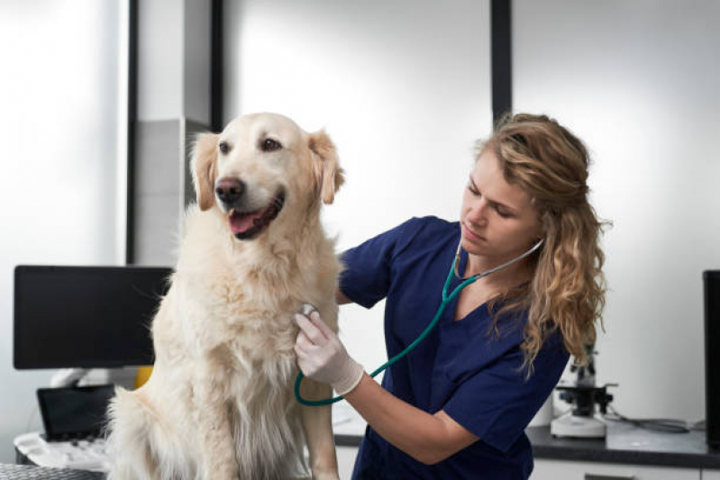 Onde Faz Consulta Veterinária para Cachorro Jardim Doutor Antônio Petraglia - Consulta Dermatológica para Cachorro