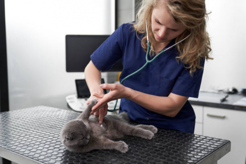 Onde Faz Consulta Veterinária Recanto Elimar - Consulta Veterinária para Gatos