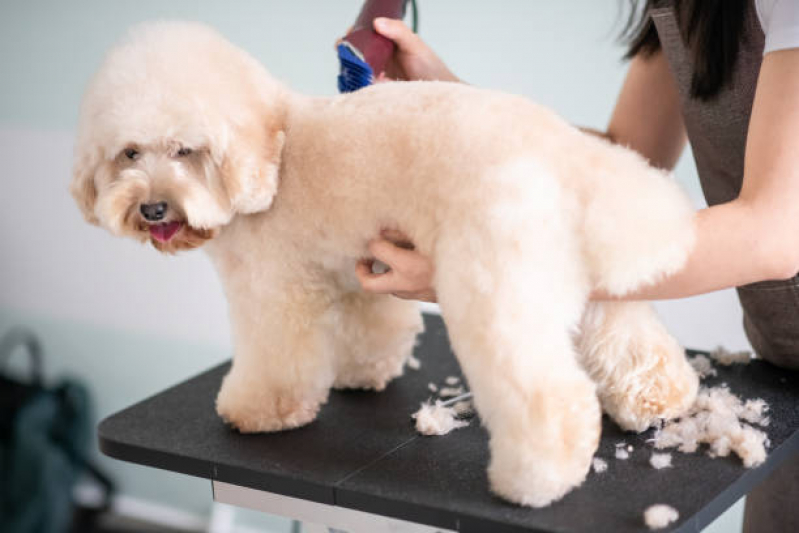 Onde Fazer Banho e Tosa para Cachorro Vic. Leporace I - Banho e Tosa Pet