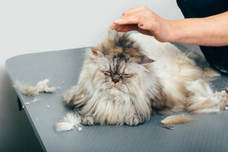 Onde Fazer Banho e Tosa para Gatos Vilaa Europa - Banho em Gato Pet Shop