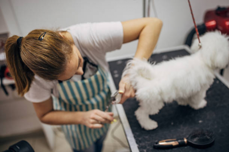 Banho e Tosa Perto de Mim - Animed Clínica Veterinária Clínica Veterinária  em Franca