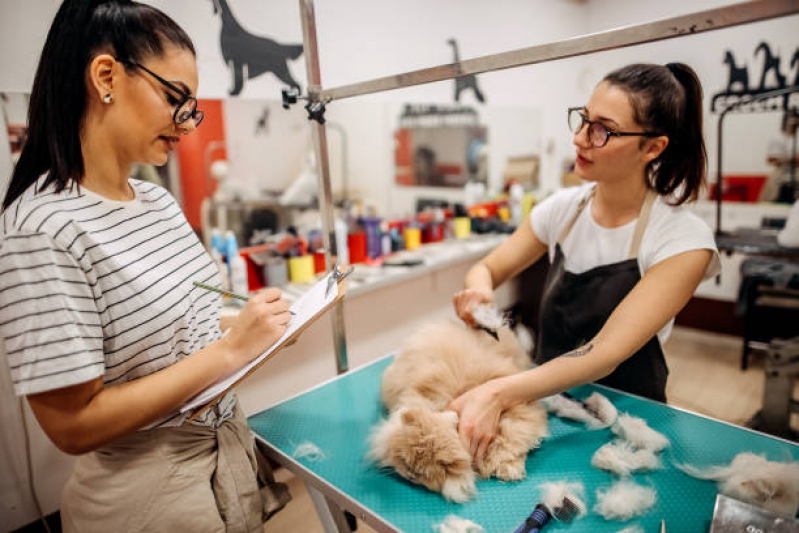 Pet Shop Perto de Mim Vila Santa Terezinha - Pet Shop Banho e Tosa