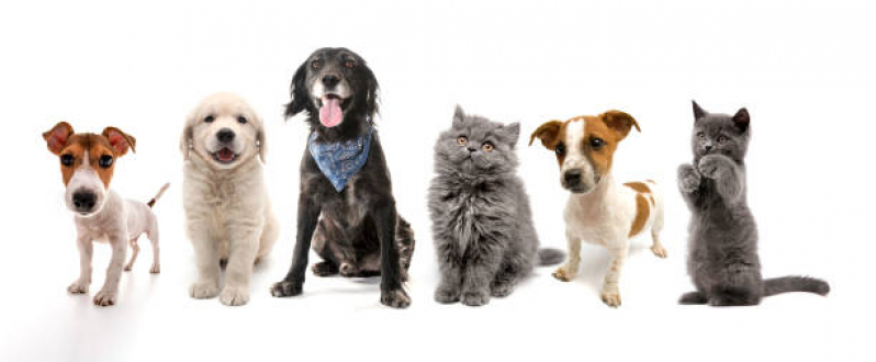 Pet Shop para Cães e Gatos Contato de Jardim Samello - Pet Shop para Cães